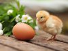 Birds_Chickens_Eggs_479467.jpg